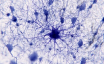 Protoplasmic astrocytes play an active role in neuronal communication through synapses and regulation of neural circuit function.