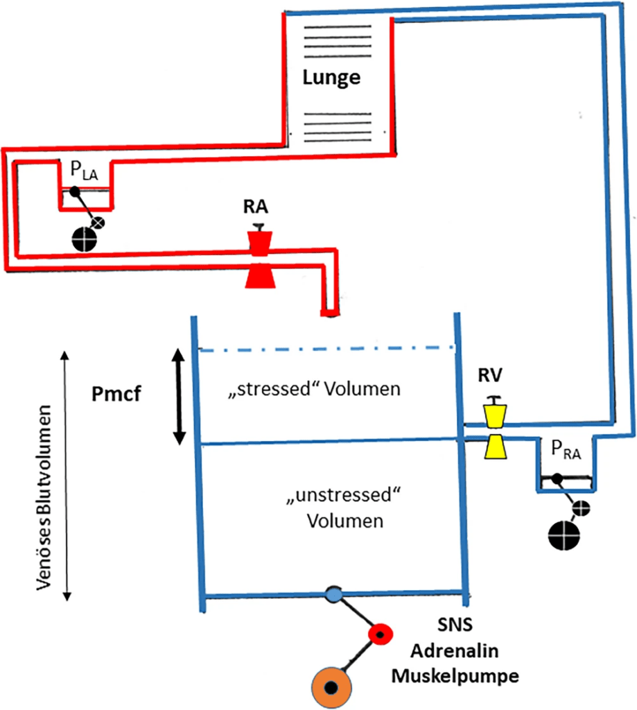 Badewannenmodell von Magder und Varennes. Das venöse System ist als Badewanne mit einem höherliegenden Abfluss und einem beweglichen Badewannenboden dargestellt. Die hydrostatische Druckdifferenz zwischen Flüssigkeitsoberfläche und der Höhe des Abflusses (Rechter Vorhofdruck; PRA) bestimmt das aktuelle zirkulierende Blutvolumen („stressed Volumen“). Das unter dem Abfluss liegende Flüssigkeitsvolumen („unstressed Volumen“) kann bei Bedarf durch Anheben des Badewannenbodens (= Abnahme der venösen Compliance) mobilisiert werden. Pmcf mittlerer systemischer Füllungsdruck, SNS sympathisches Nervensystem, RV venöser Widerstand, RA arteriolärer Widerstand, PRA rechter Vorhofdruck, PLA linker Vorhofdruck