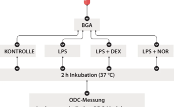 Experimentelles Design zur Untersuchung des Einflusses von LPS-induzierter Inflammation und pharmakologischer Interventionen (Dexamethason und Noradrenalin) auf die Sauerstoffdissoziationskurve (ODC). LPS Lipopolysaccharid, DEX Dexamethason, NOR Noradrenalin, IL‑6 Interleukin‑6. Aus Staier et al. 2025 [4]